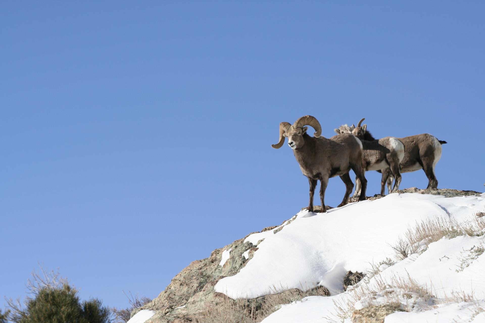 Big Horn Sheep