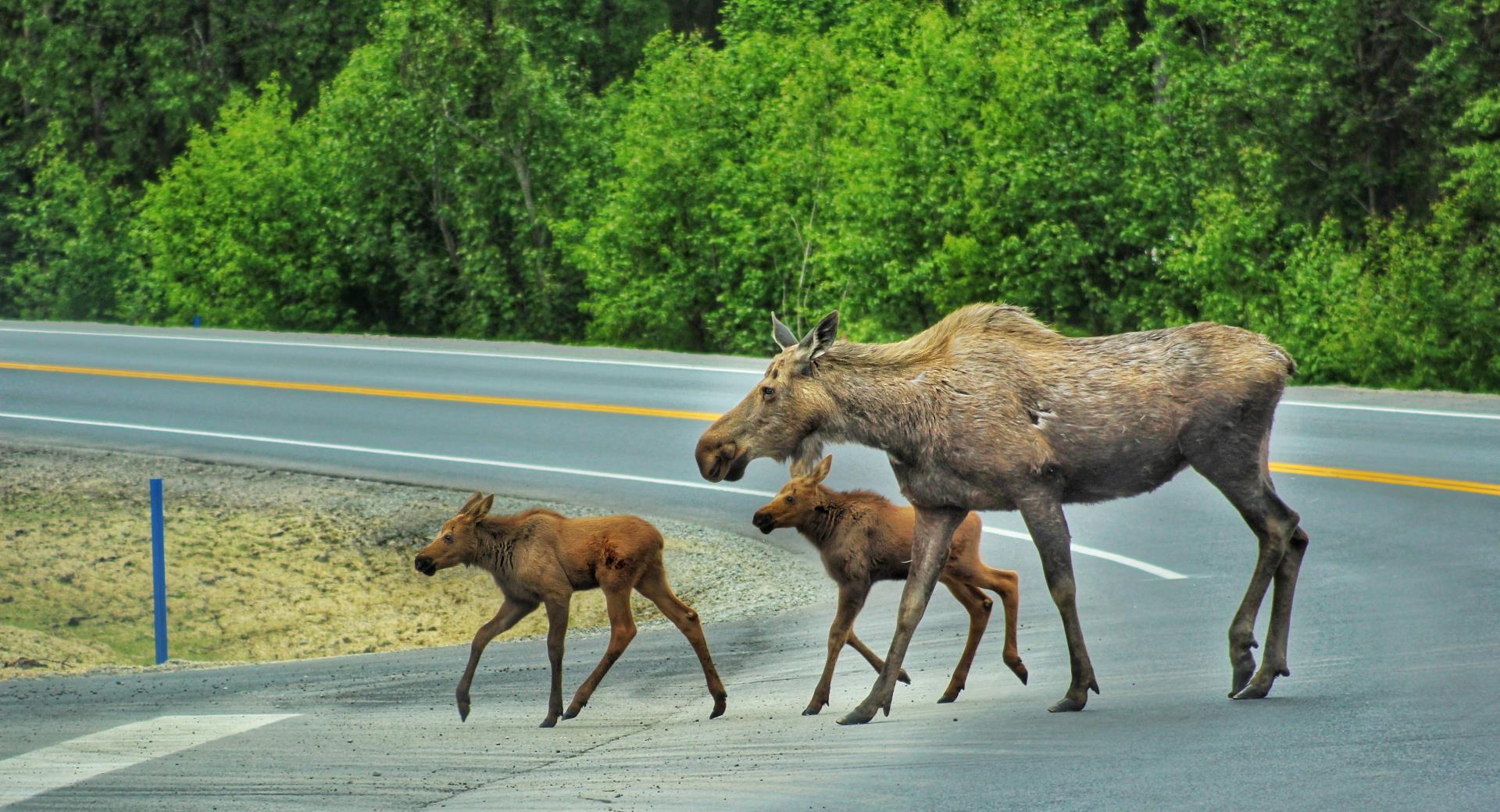 Living Alongside Moose and Bear