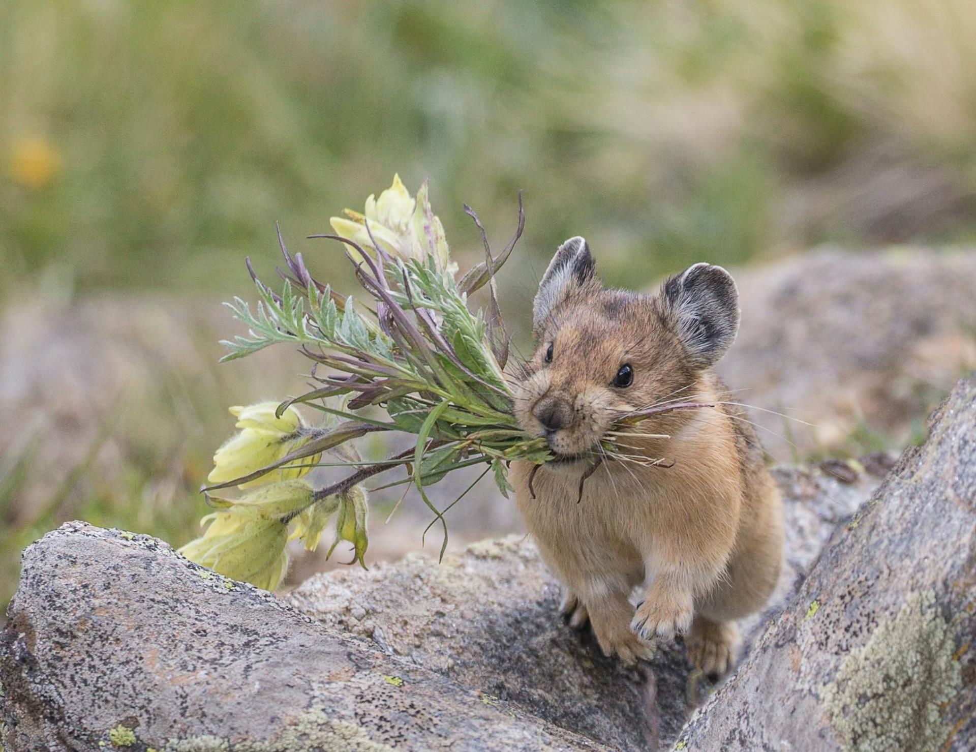 Pika